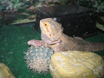 Chillaxin'
