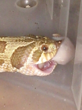 cilla eating