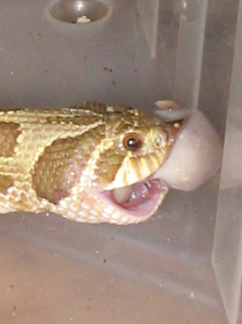 cilla eating