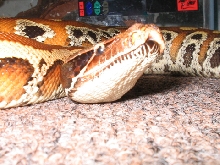hiss macro