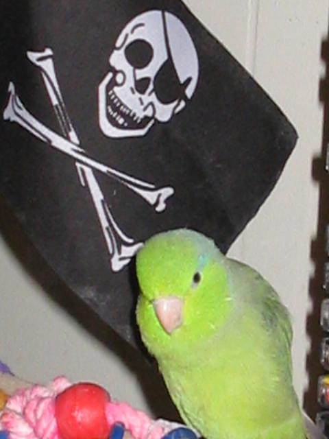 Mishka the pirate bird