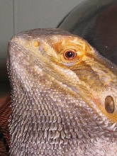 Macro of indie