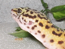 Purty pic of my leo