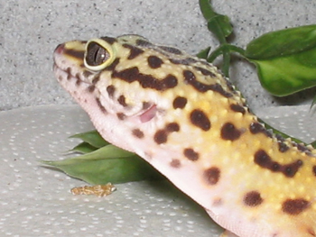 Purty pic of my leo