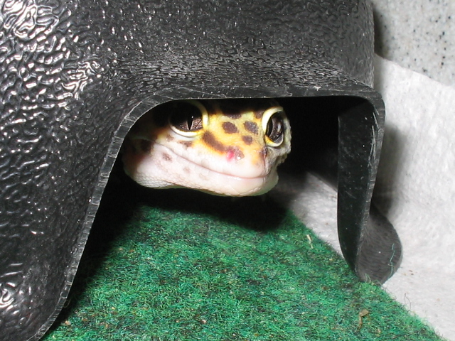 Happy Phantom