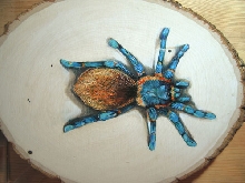 green bottle blue on wood