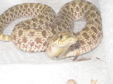 pricilla grump