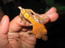 New crested