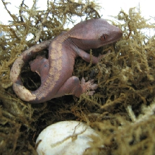 First hatch ever!!
