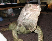 Ig Zilla