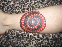 Fire millipede tattoo
