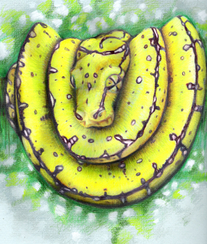 Chondro