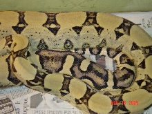 02 ANERY FEMALE