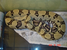 02 ANERY FEMALE