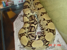 02 ANERY FEMALE