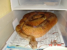 02  Super Salmon Female