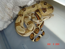 03 female het sharp albino