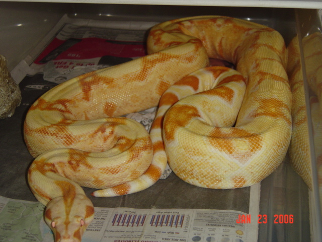 04 female sharp albino