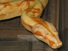04 female sharp albino