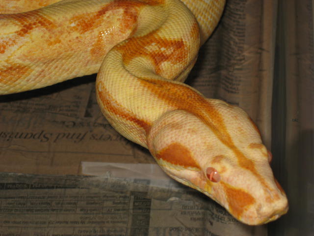 04 female sharp albino