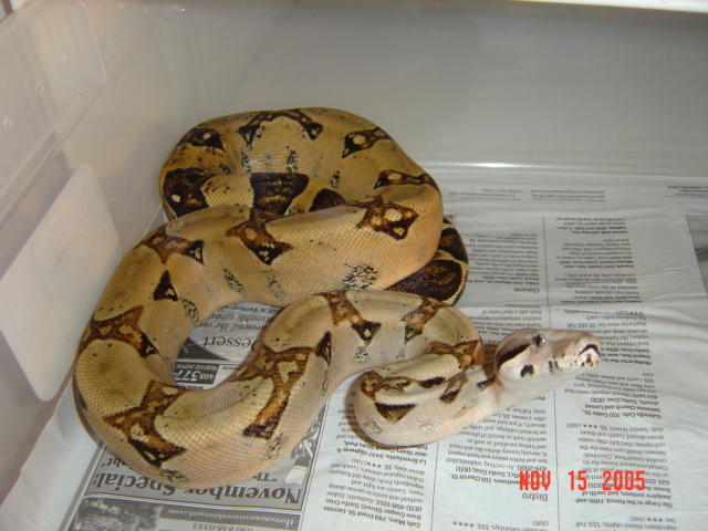 04 female het sharp albino