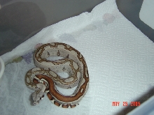 04 JUNGLE MALE