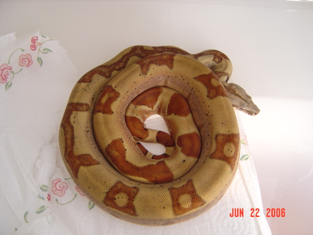 05 male hypo Jungle