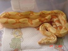 05 female Sharp albino