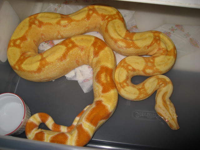 05 female Sharp albino