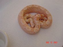 06 Male Sharp albino
