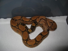 06 Female Squaretail