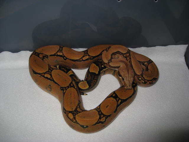 06 Female Squaretail