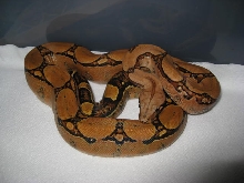 06 Female Squaretail