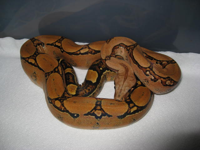 06 Female Squaretail