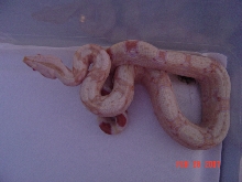 06 female Sharp albino