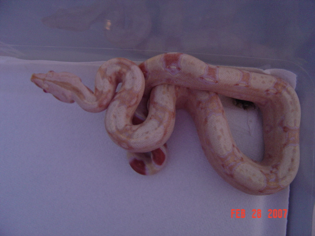 06 female Sharp albino