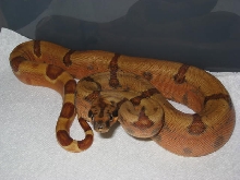 Male SS Jungle het Sharp