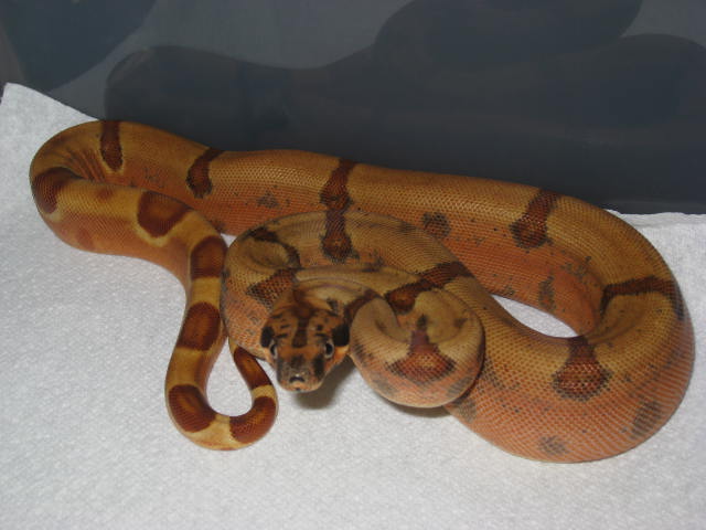 Male SS Jungle het Sharp