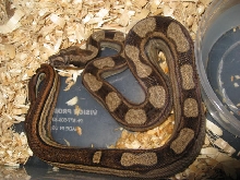 07 Male Motley het ?