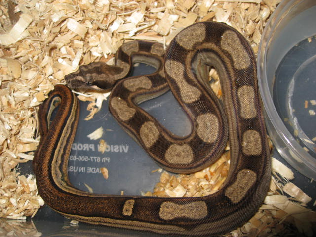 07 Male Motley het ?