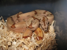 Hypo,guess what kind!