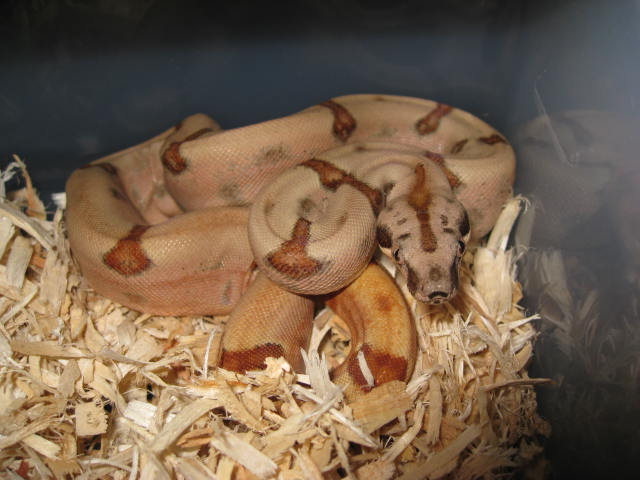 Hypo,guess what kind!