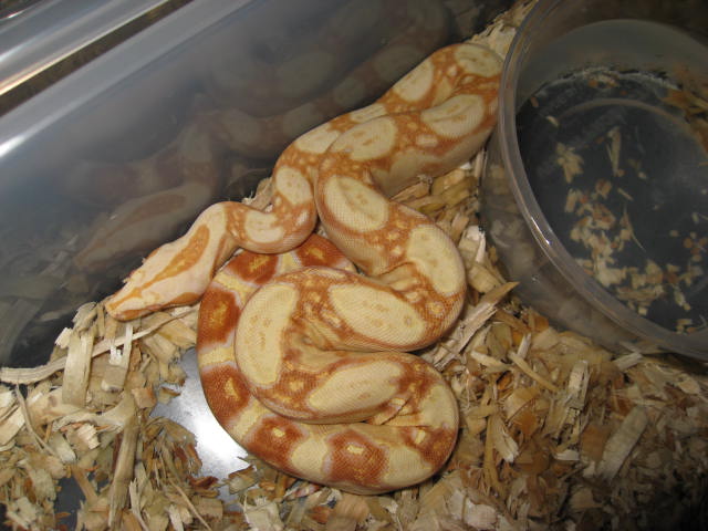 Female Sharp neo