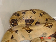 04 female het Sharp albino