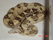 05 male t  albino