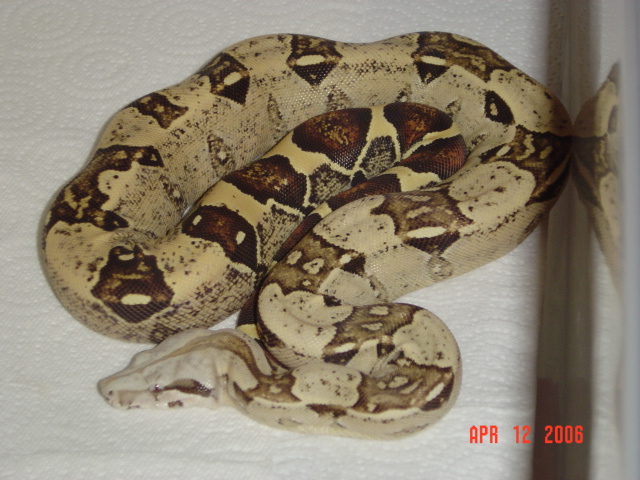 05 male t  albino