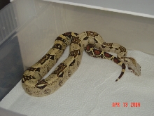 05 male t  albino