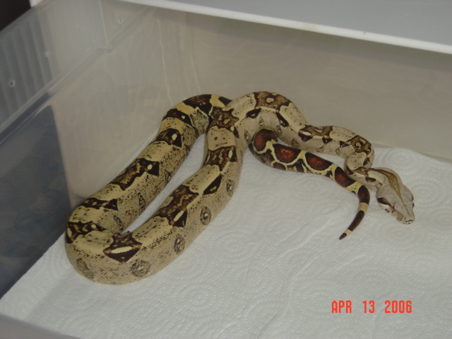 05 male t  albino