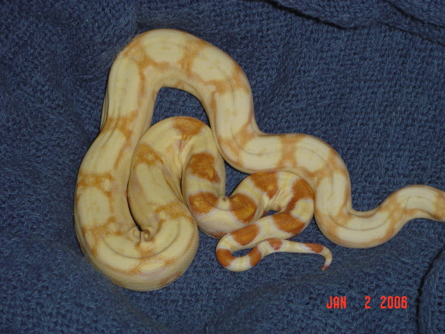 05 female Sharp albino