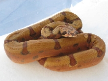 Male SS Jungle het Sharp
